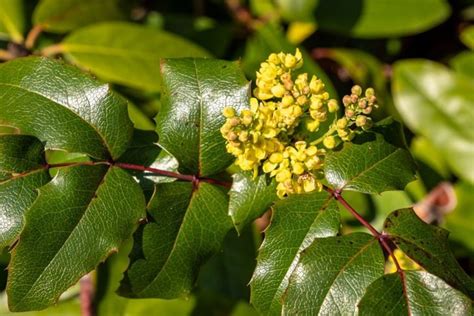 berberine side effects and warnings.